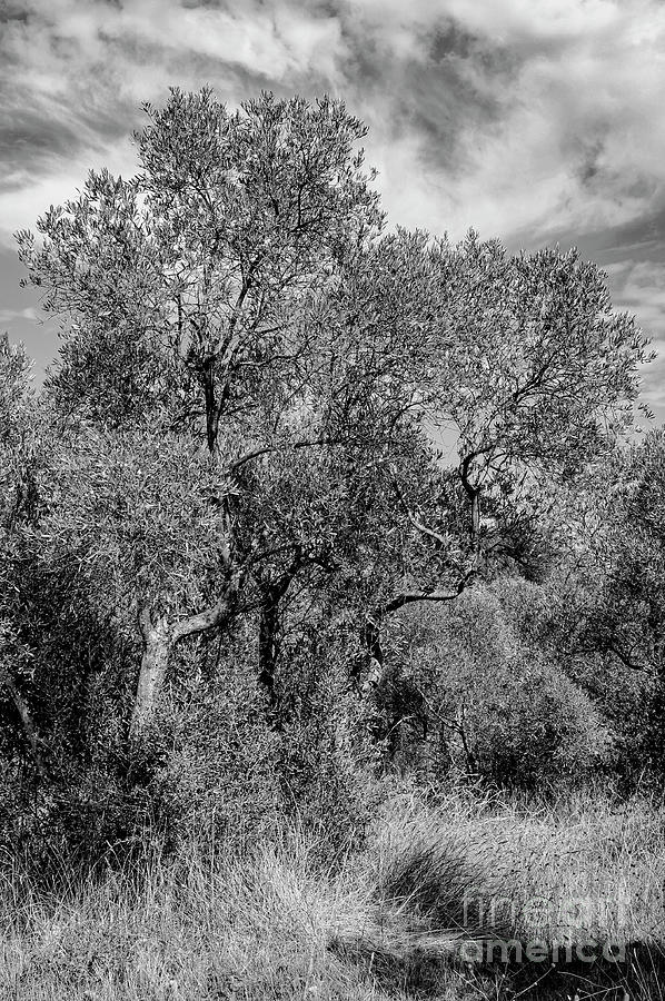 Van Goghs Olive Trees in Saint Remy Two 2 Photograph by Bob Phillips