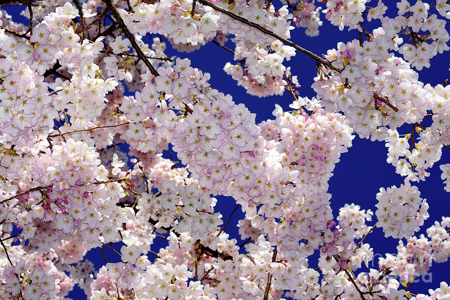 Vancouver Cherry Blossoms In Bloom 2020 - 6 Photograph by Terry Elniski