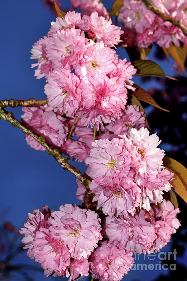 Vancouver Cherry Blossoms Special 10 - 2021 Photograph by Terry Elniski
