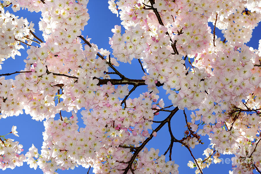 Vancouver Cherry Blossoms Special 6 - 2021 Photograph by Terry Elniski