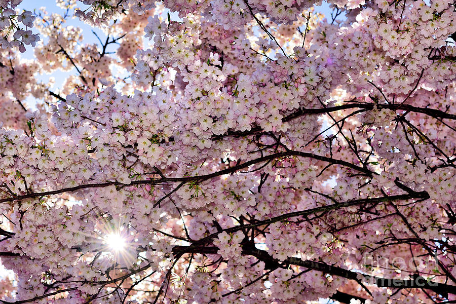 Vancouver Cherry Blossoms Special 7 - 2021 Photograph by Terry Elniski