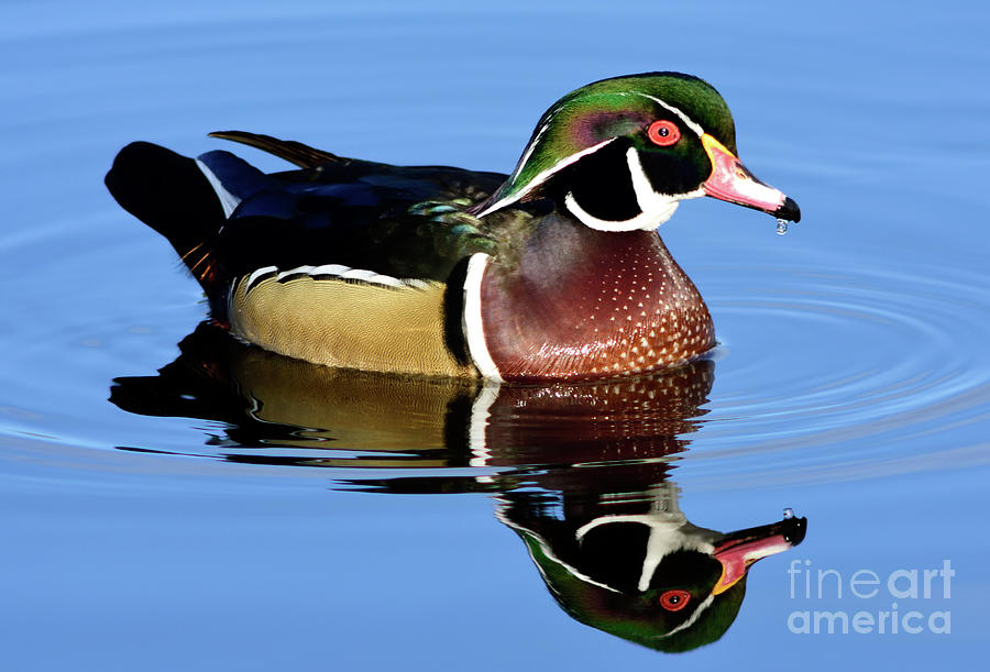 Vancouver Wood Duck Reflection Photograph by Terry Elniski