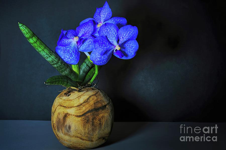 Vanda Orchid and Sansevieria Still Life Photograph by Diana Mary Sharpton
