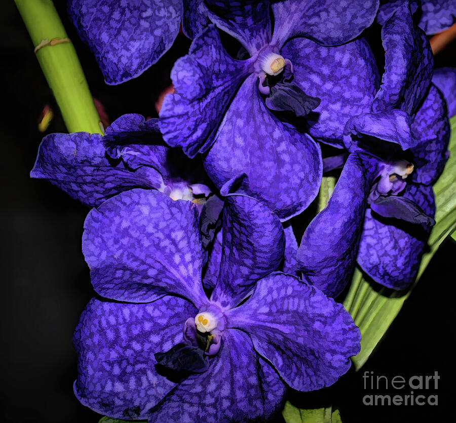 Vanda Orchid Photograph by Diana Mary Sharpton
