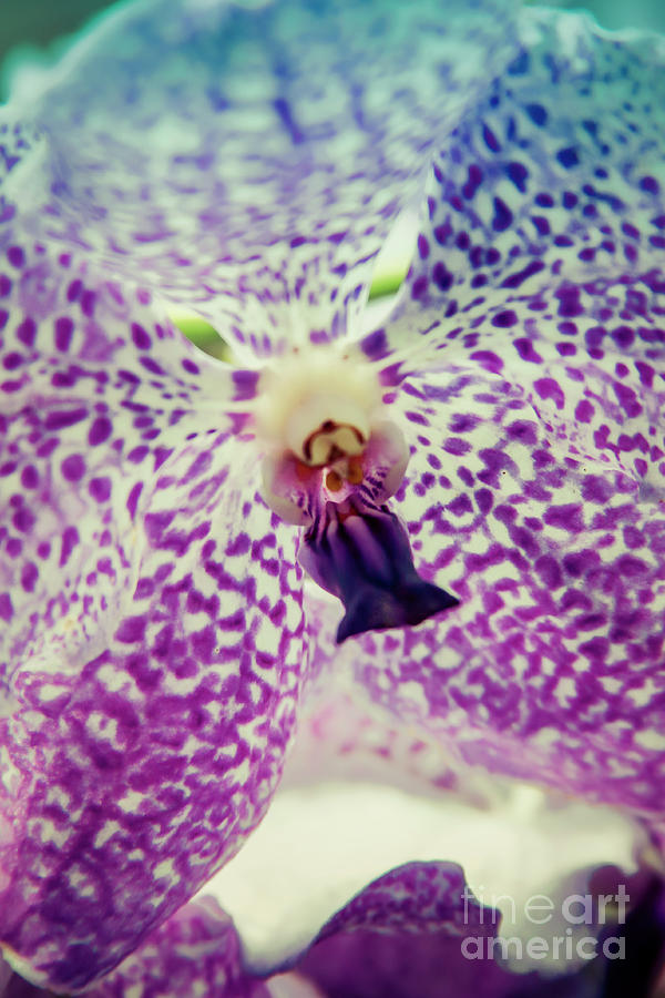 Vanda Orchid in Blue Photograph by Tanya Owens
