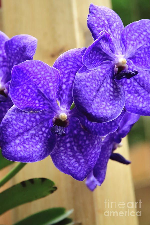 Vanda Orchid Portrait II Photograph by Tanya Owens Vanda Orchid Portrait II Photograph by Tanya Owens