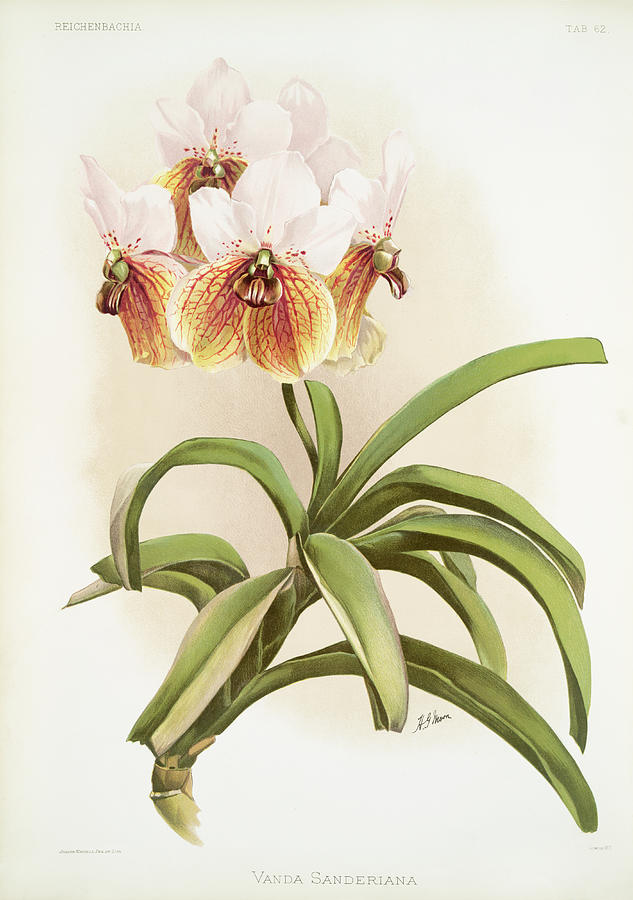 Vanda sanderiana Orchid Painting by World Art Collective