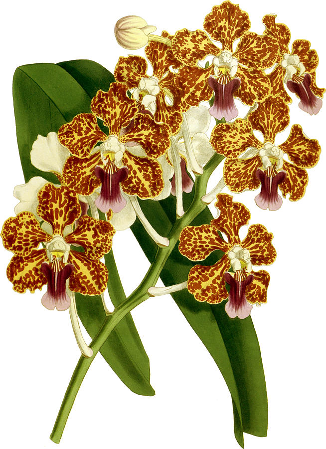 Vanda Tricolor Planilabris Orchid Mixed Media by World Art Collective