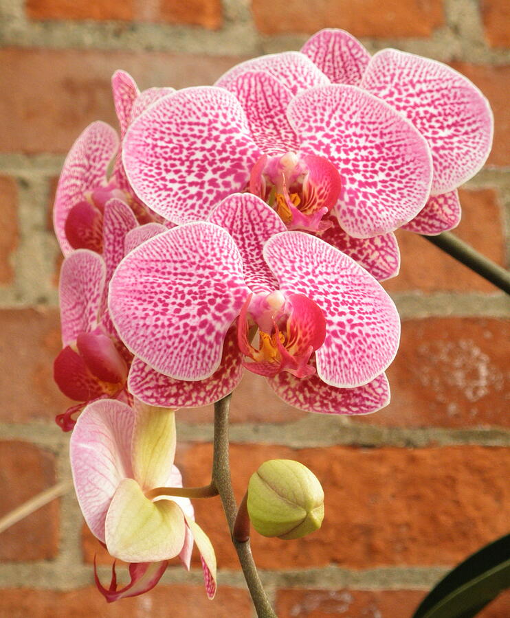 Vanda Orchids Photograph by Barbara Keith