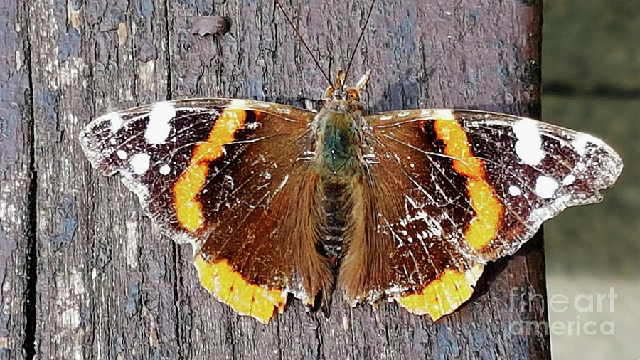 Vanessa butterfly taken using a Samsung S7 phone Photograph by Pics By Tony