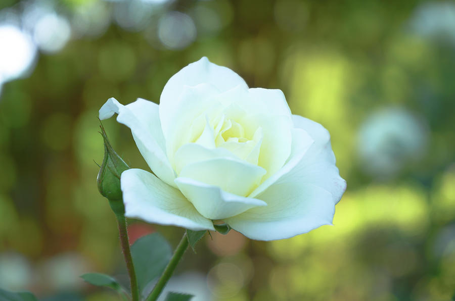 Vanilla Rose  Photograph by Amy Sorvillo