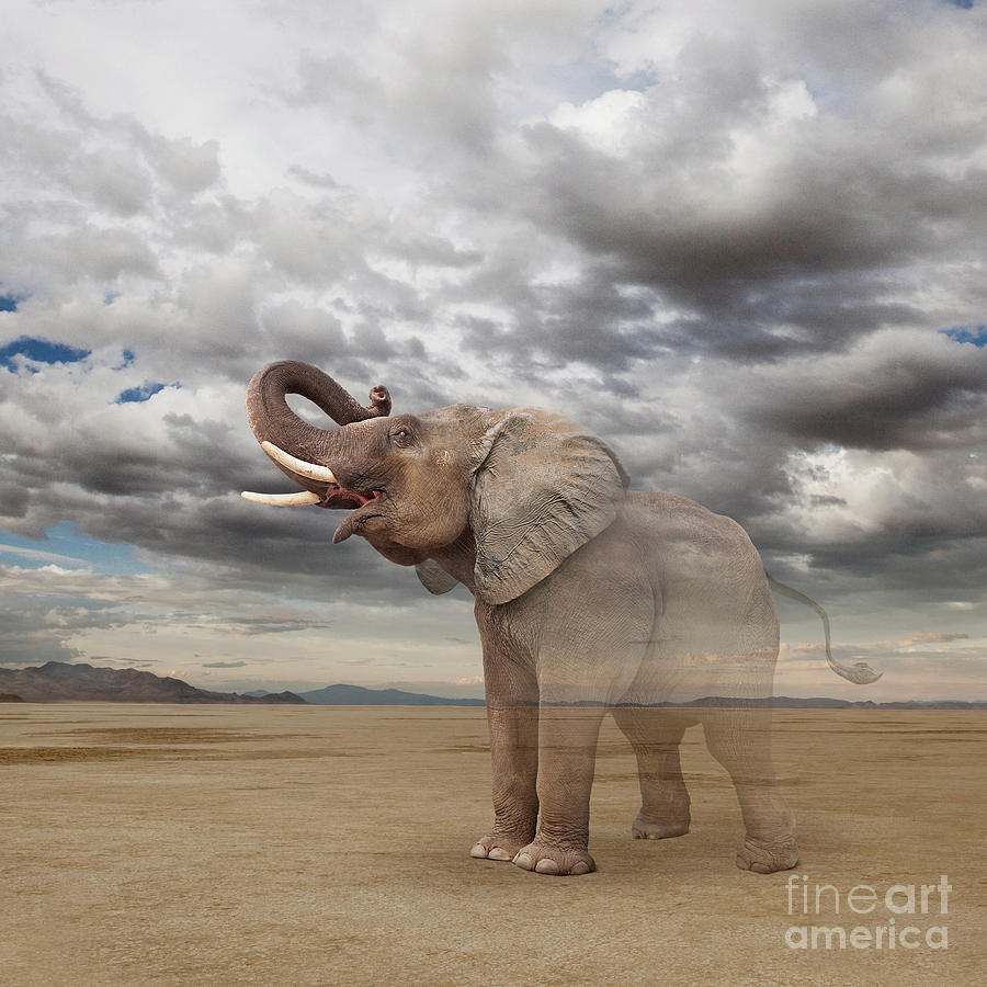 Elephant Photograph - Vanishing Elephant by John Lund
