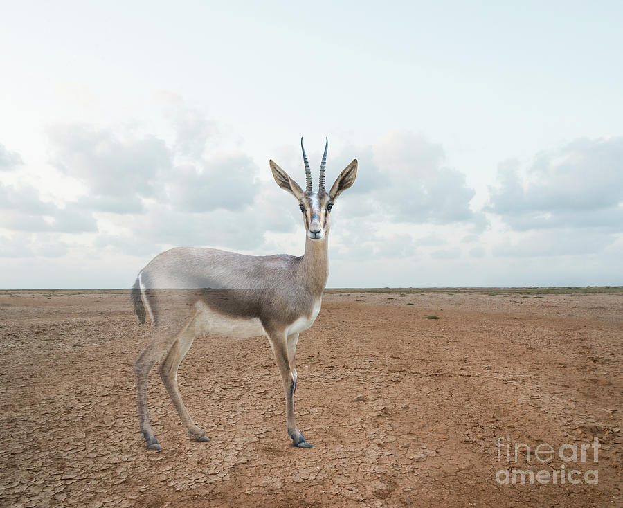Gazelle Photograph - Vanishing Gazelle by John Lund