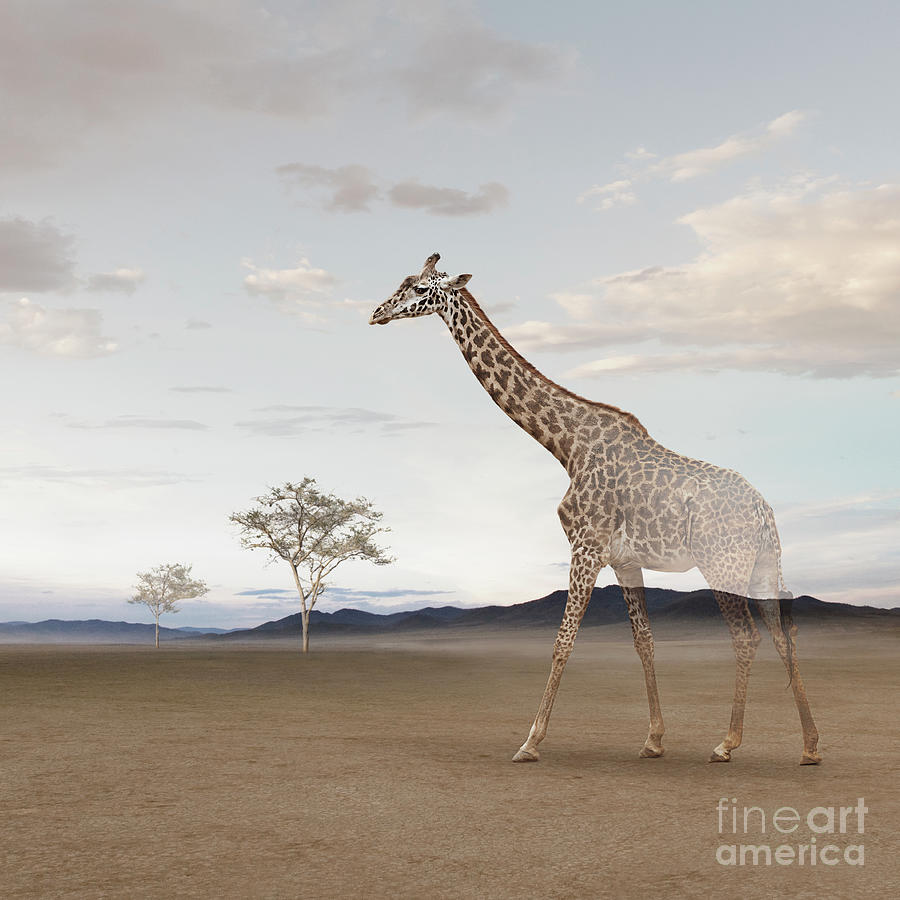Giraffe Photograph - Vanishing Giraffe by John Lund
