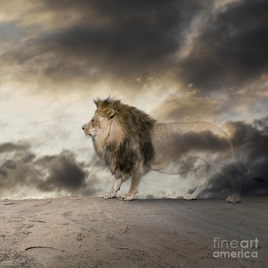 Lion Photograph - Vanishing Lion by John Lund