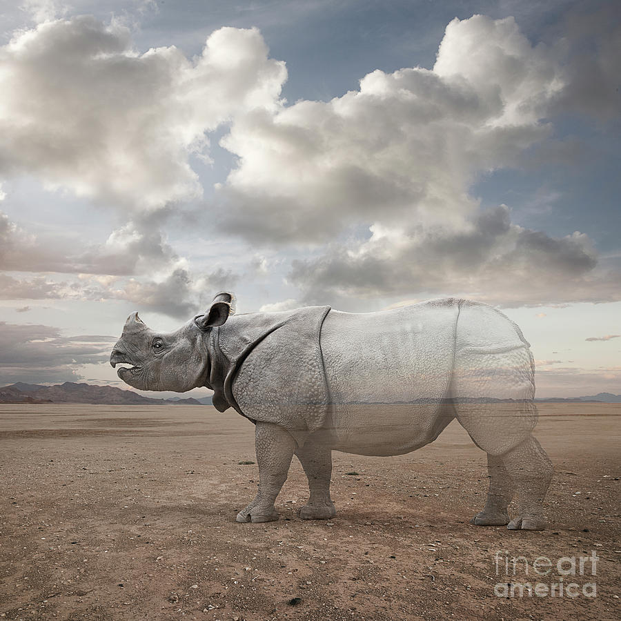 Rhino Photograph - Vanishing Rhino by John Lund