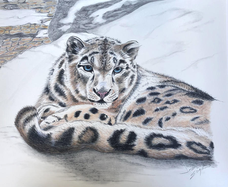Vanishing Snow Leopard Drawing by Joette Snyder