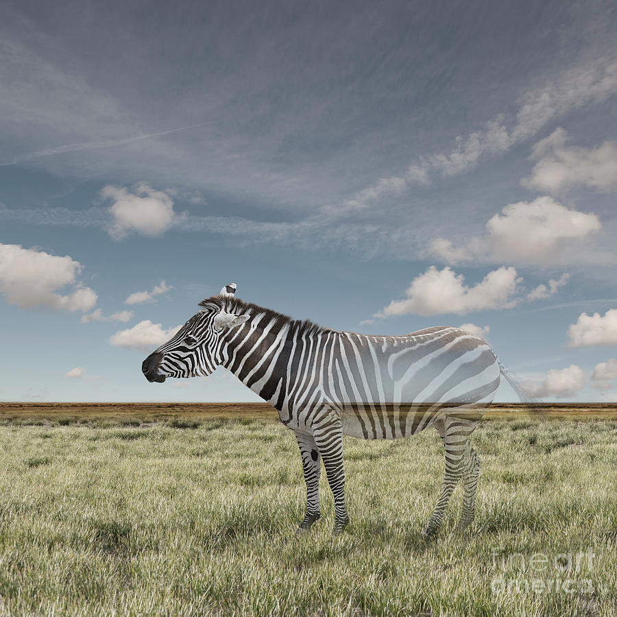 Zebra Photograph - Vanishing Zebra by John Lund