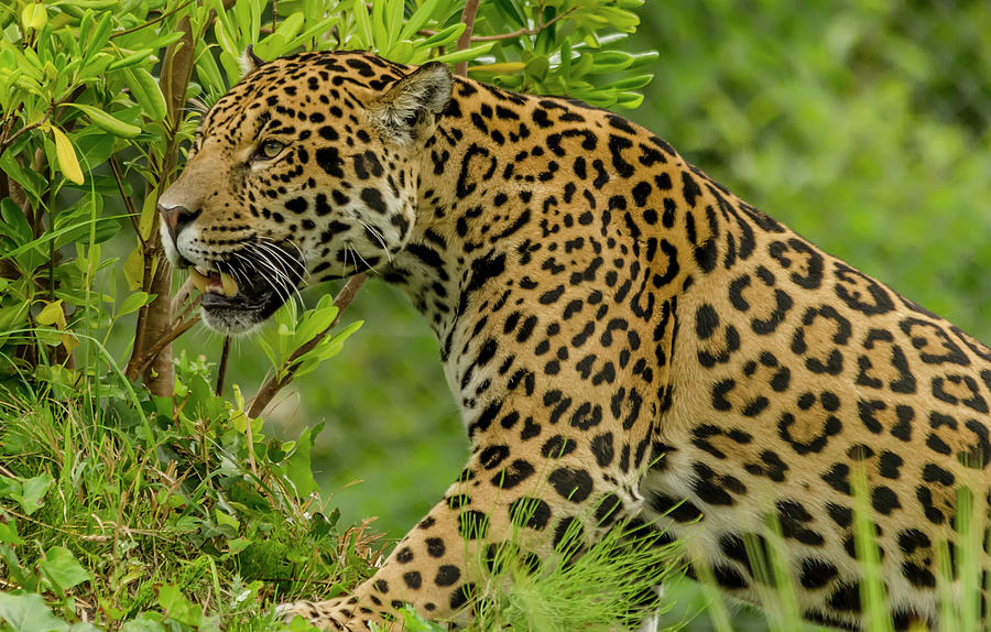 Wildlife Photograph - Jaguar #1 by Darren Wilkes