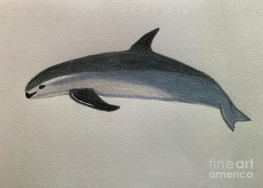 Vaquita Porpoise Drawing by Terri DelCampo - Fine Art America