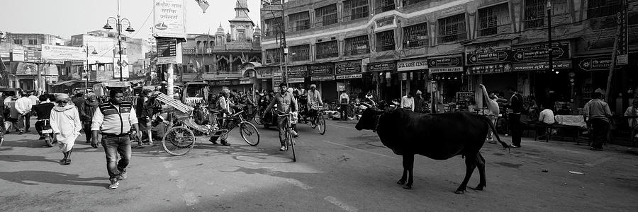 Varanasi street scene india with cows Black and white Photograph by Sonny Ryse