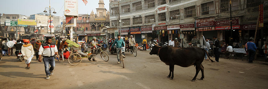 Varanasi street scene india with cows Photograph by Sonny Ryse
