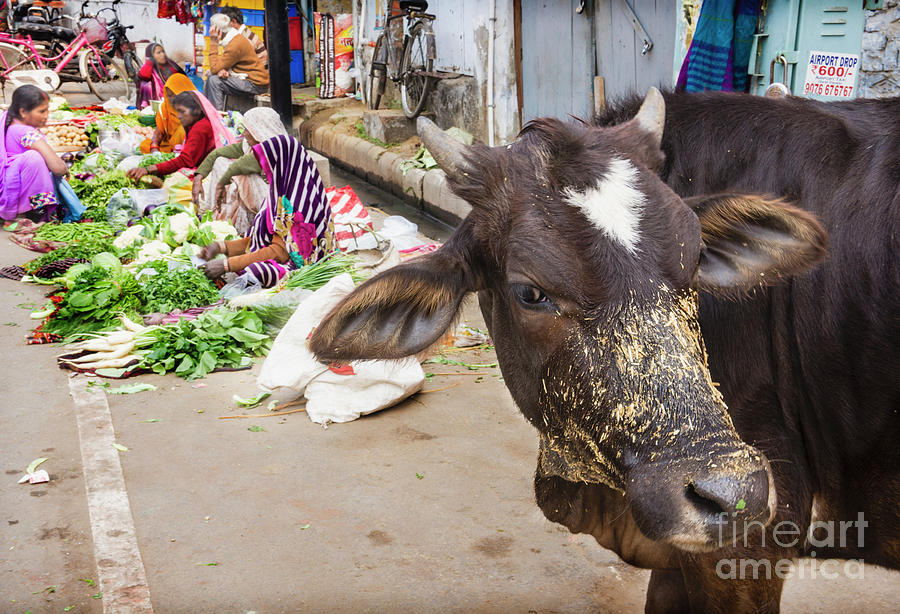 Varanasi Vegetable Market Photograph by David Little-Smith