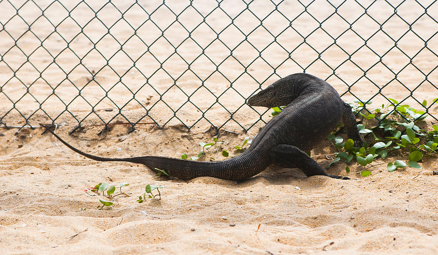 Varanus is running along wire fence Photograph by Lutique