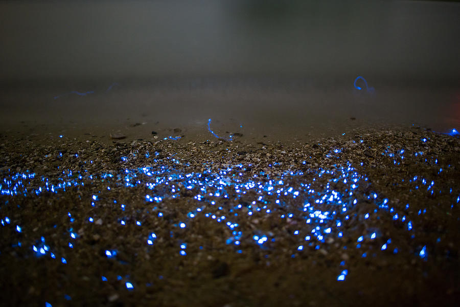 Vargula hilgendorfii or sea-fireflies on the beach Photograph by Trevor Williams