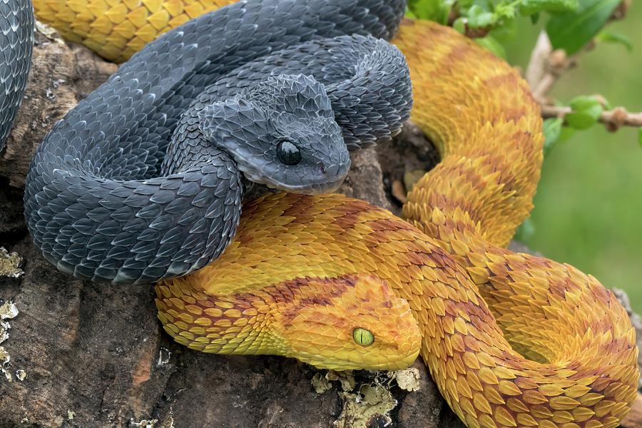 Atheris squamigera (Variable Bush Viper)