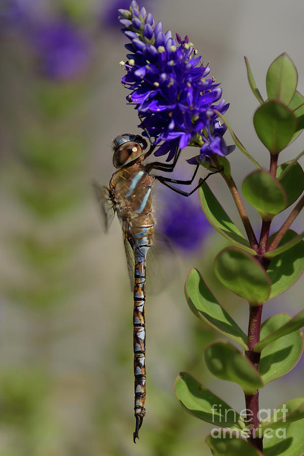 Seattle Photograph - Variable Darner Dragonfly #1 by Nancy Gleason