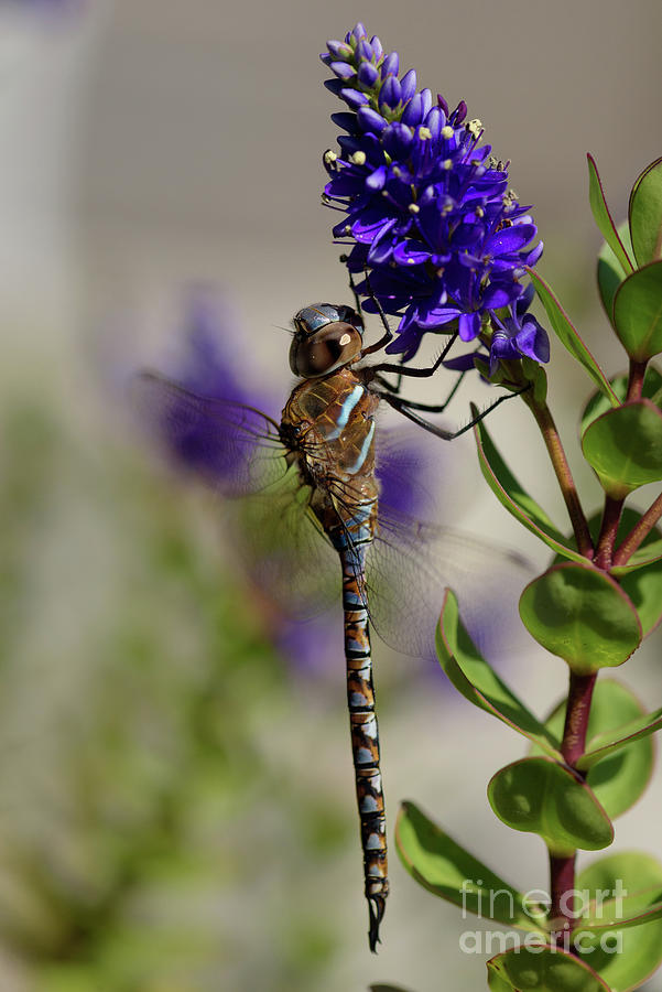 Seattle Photograph - Variable Darner Dragonfly on Hebe Flower by Nancy Gleason