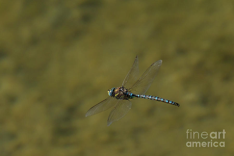 Variable Darner Dragonfly over Royal Lake Photograph by Nancy Gleason