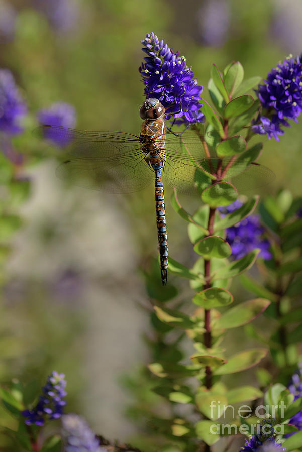 Seattle Photograph - Variable Darner Dragonfly Visits Backyards by Nancy Gleason