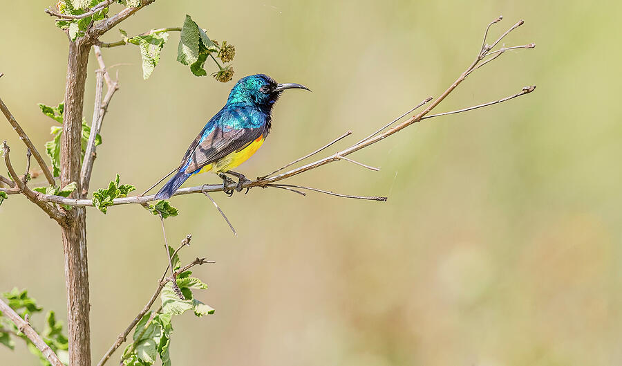 Wildlife Photograph - Variable Sunbird Perched by Morris Finkelstein