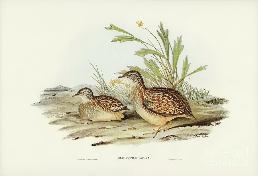 Nature Painting - Varied Hemipode Hemipodius Varius illustrated by Elizabeth Gould  by Shop Ability