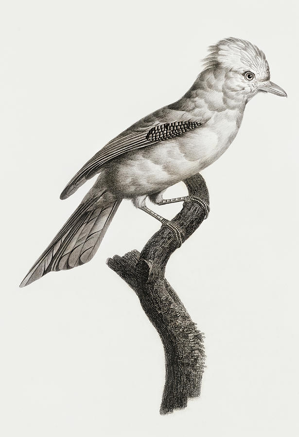 Jacques Barraband Digital Art - Varied Jay -  Vintage Bird Illustration - Birds Of Paradise - Jacques Barraband - Ornithological Art by Studio Grafiikka