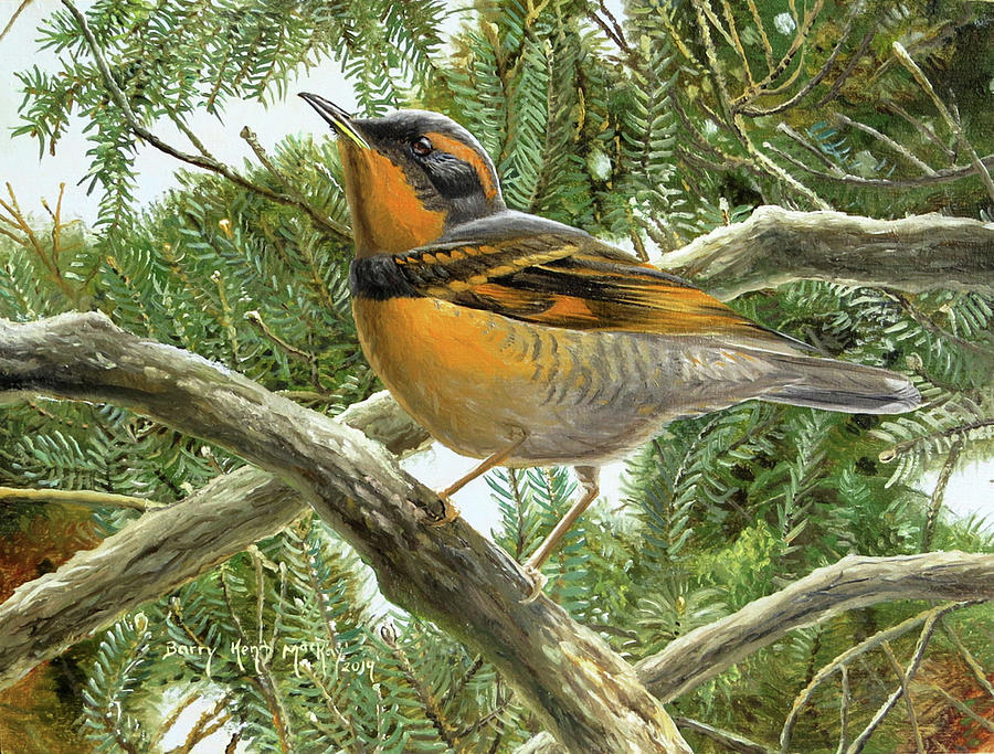 Varied Thrush Painting by Barry Kent MacKay