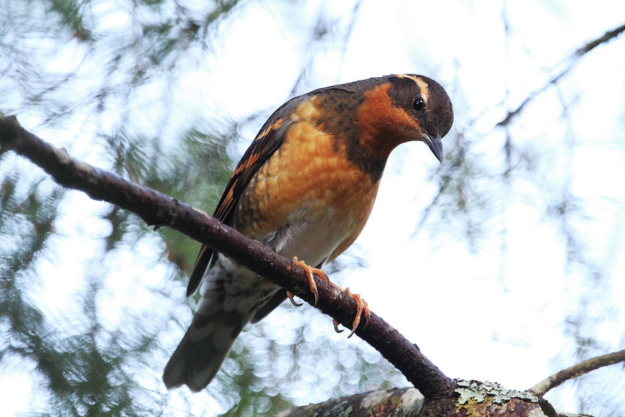 Varied Thrush - The Look Photograph by Peggy Collins