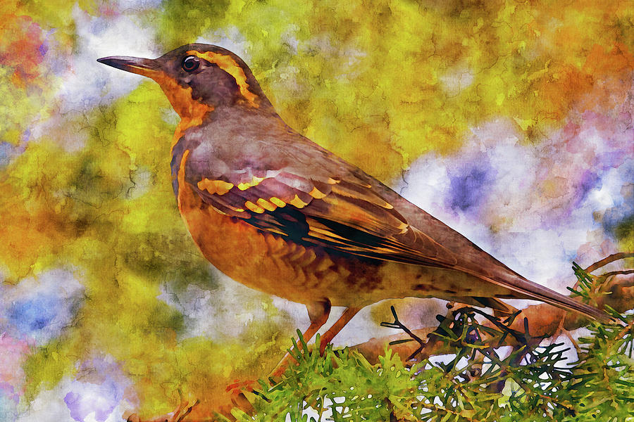 Varied Thrush Watercolor Photograph by Peggy Collins