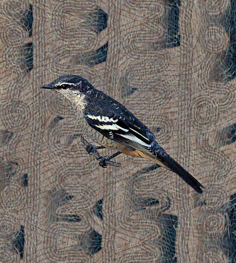 Varied Triller Bird Illustration Drawing by Joan Stratton