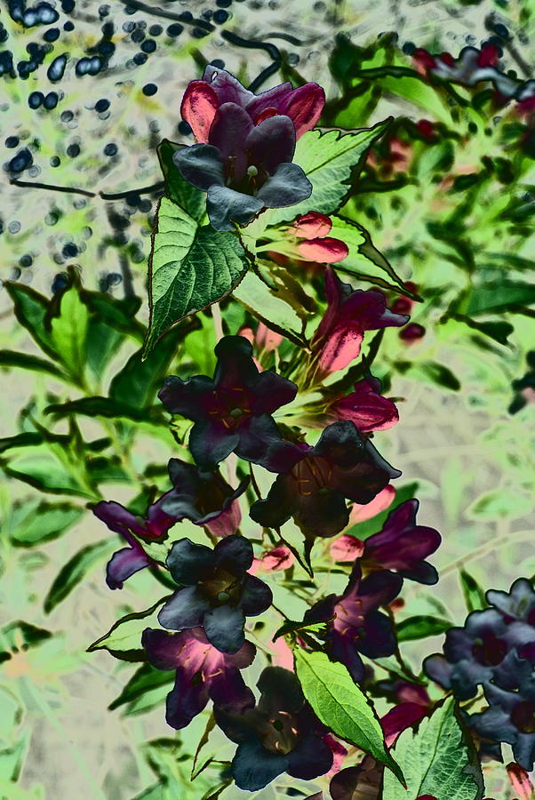 Variegated Asian Jasmine DV Photograph by Lynne Iddon Fine Art America