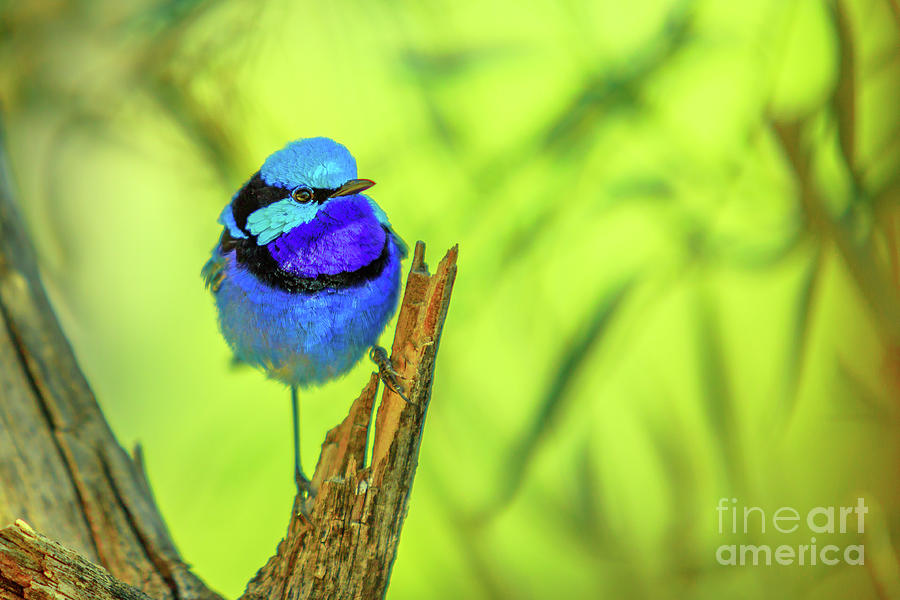 Variegated fairy wren Photograph by Benny Marty