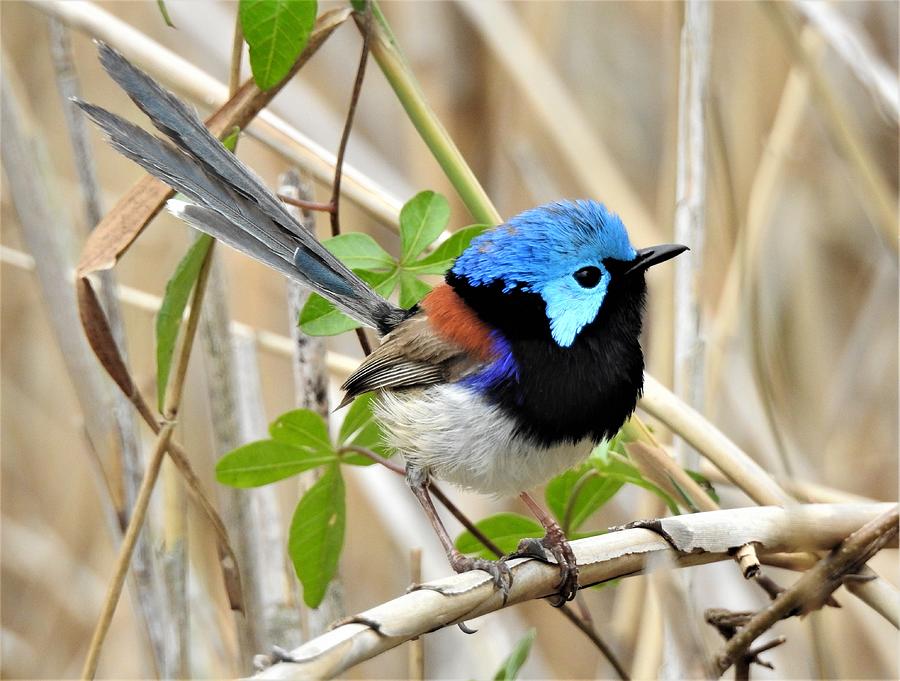 Variegated Fairywren Photograph By Athol Klieve - Fine Art America