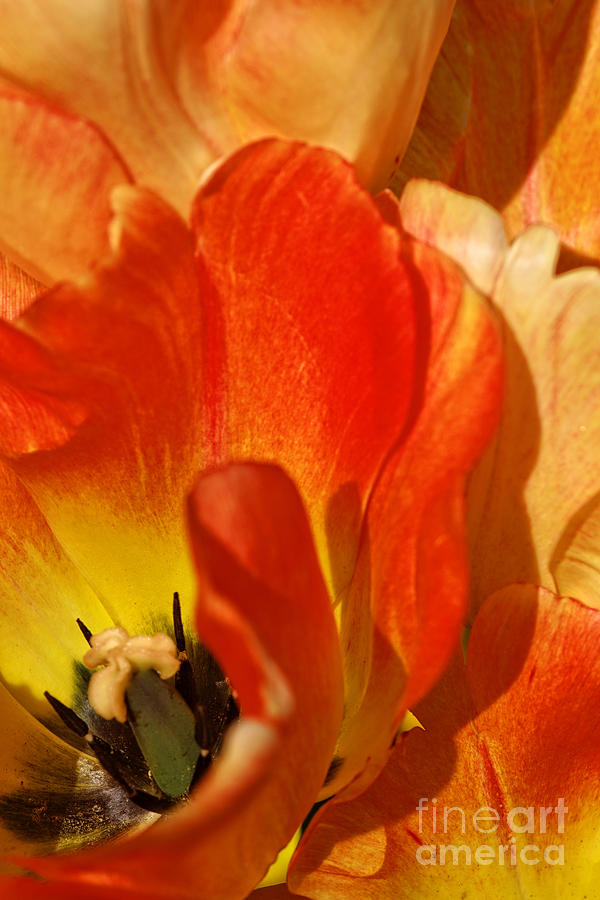Variegated Garden Tulip Close-up Photograph