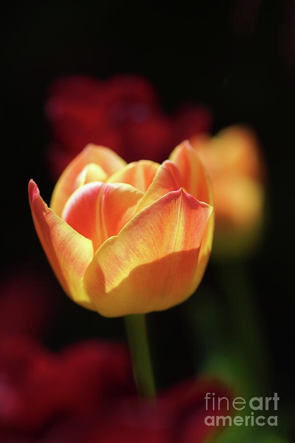 Variegated Garden Tulip Photograph