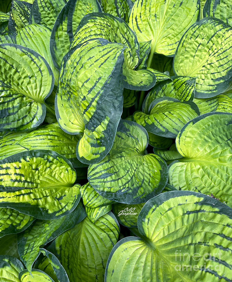Variegated Green Hosta Photograph by CAC Graphics