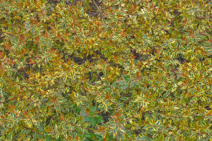 Variegated Green Leaves in Landscape Shrub Photograph by Gaby Ethington