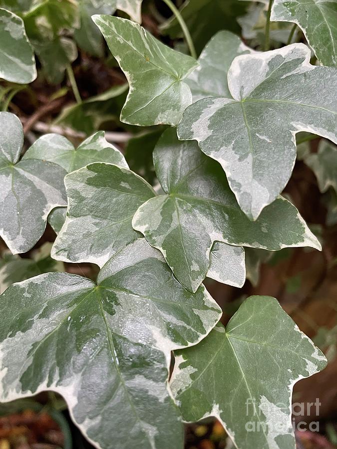 Variegated Ivy Photograph by Albert Massimi