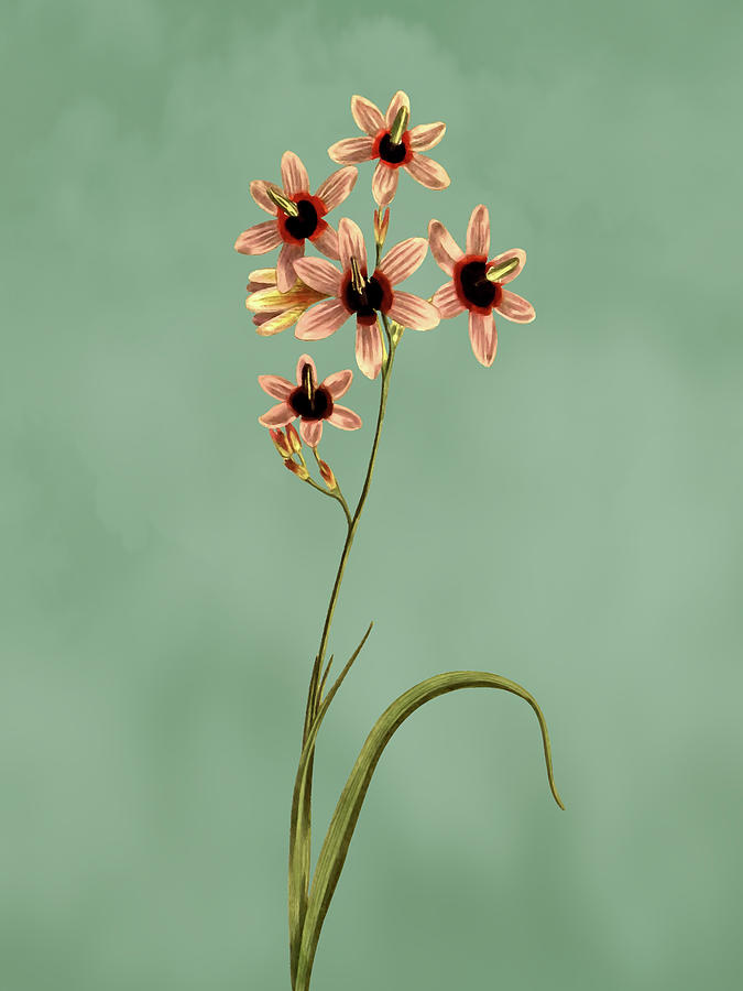 Variegated Ixia Flower on Misty Green With Dry Brush Effect Mixed Media by Movie Poster Prints